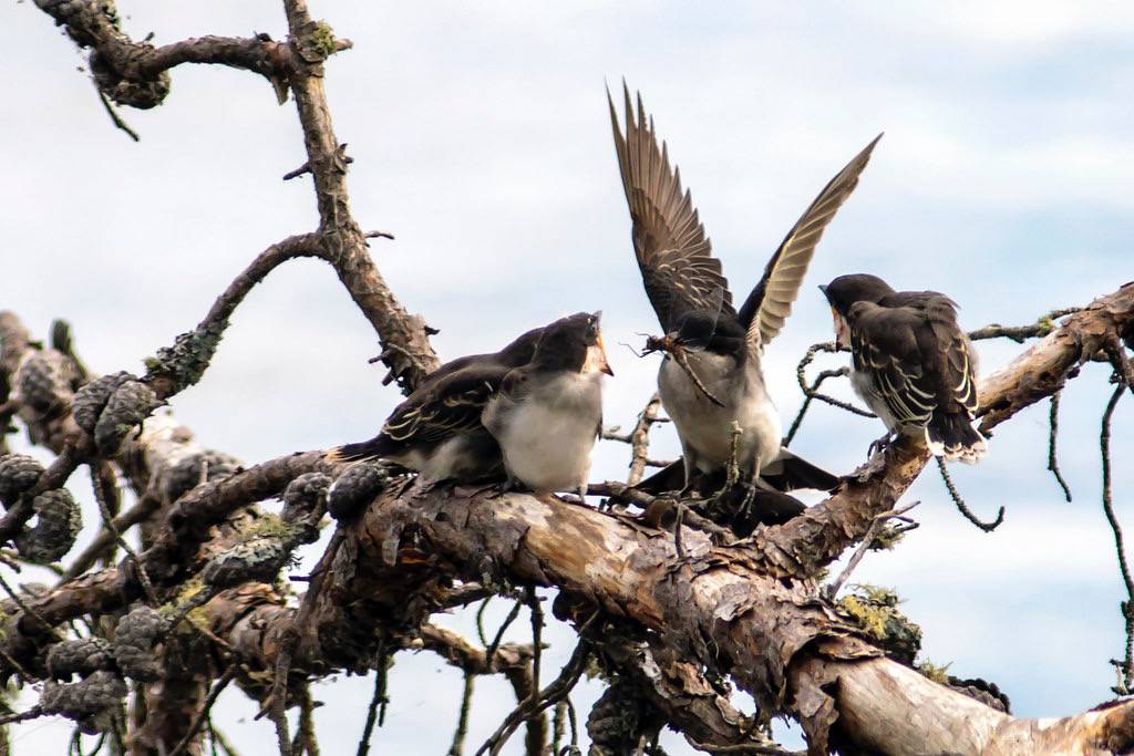Eastern Kingbird (Tyrannus tyrannus) by Bugbait of Seney is licensed under CC BY-NC-ND 2.0